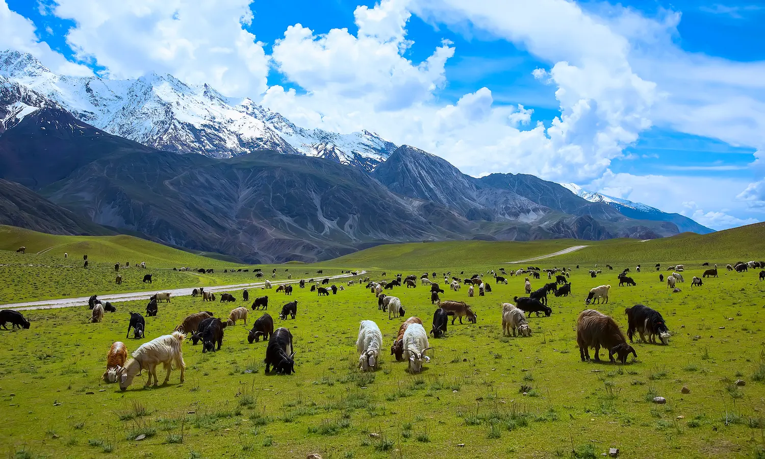 Lush green mountain pasture with grazing sheep and goats in Hunza Valley