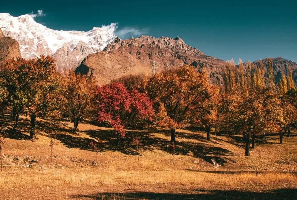 Autumn foliage in Hunza Valley with golden trees lining the riverbanks under Karakoram peaks