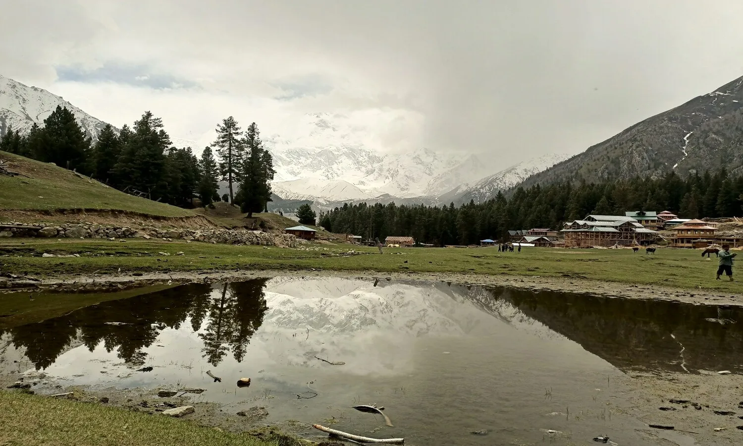 Fairy Meadows Jeep Safari - Nanga Parbat Adventure Green alpine plants reflected in the clear waters of a Fairy Meadows lake, Northern Pakistan